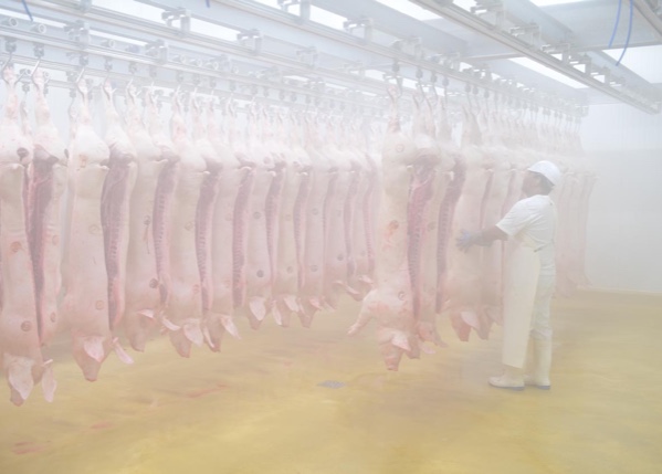 abattoir carcasses