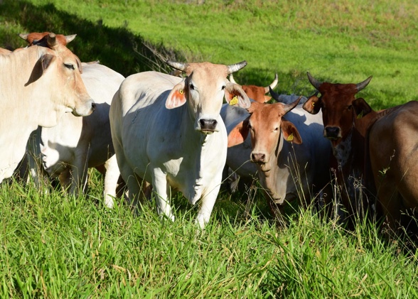 bovins dans la prairie