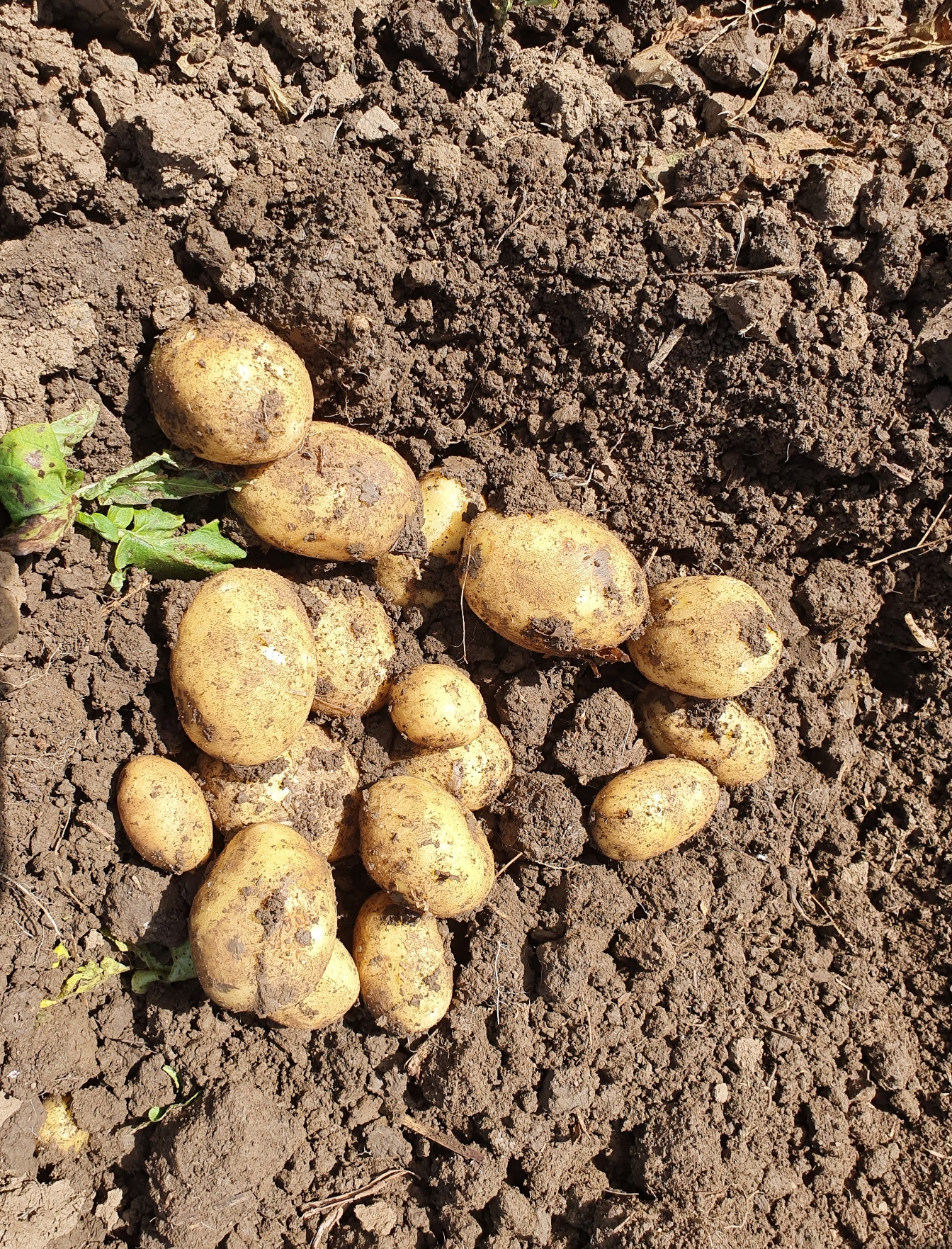 pommes de terre fraichement récoltées 