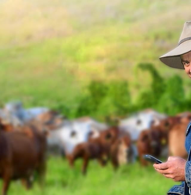 Paysage éleveur et ses vaches